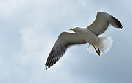 Lesser black-backed gull (Larus fuscus)